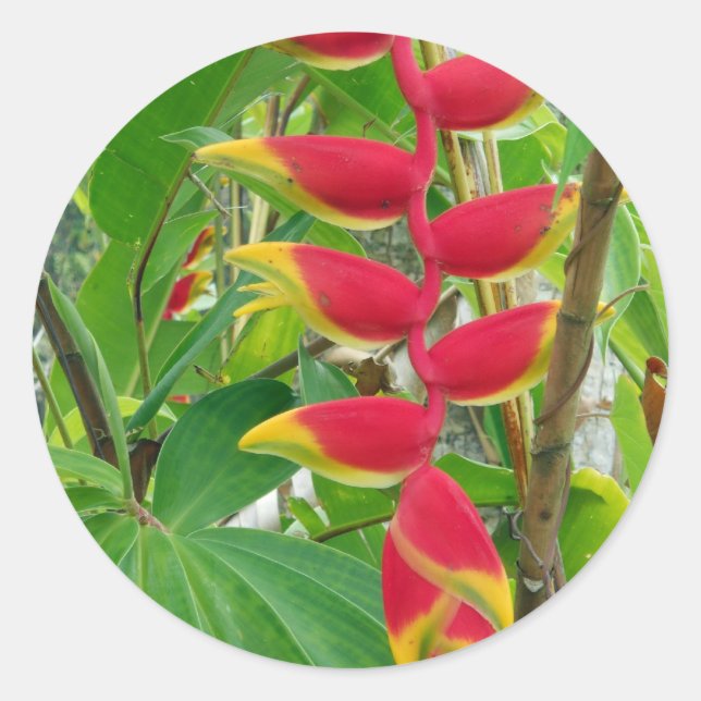 Adesivo Redondo Flor tropical (Frente)