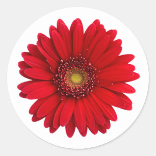 Adesivo Redondo Flor vermelha brilhante da margarida do Gerbera