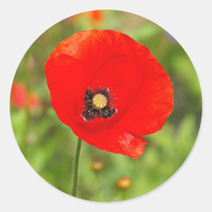 Adesivo Redondo Flor vermelha da papoila