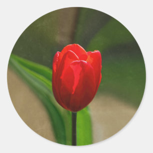 Adesivo Redondo Flor vermelha do primavera da tulipa