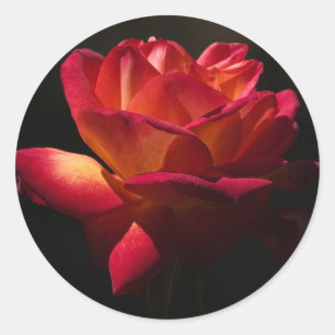 Adesivo Redondo Flor Vintage Rosa Vermelha Flor Preta