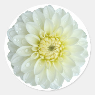Adesivo Redondo Flor White Dahlia