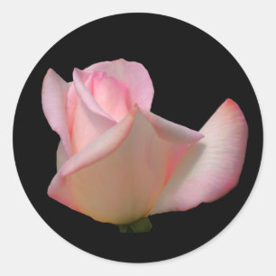 Adesivo Redondo Flor White Rosebud