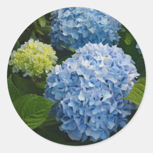 Adesivo Redondo Floral Blue Hydrangea Foto
