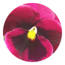 Floral bonito Purple Pansy