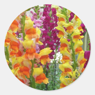 Adesivo Redondo Floral Colorida de Snapdragons