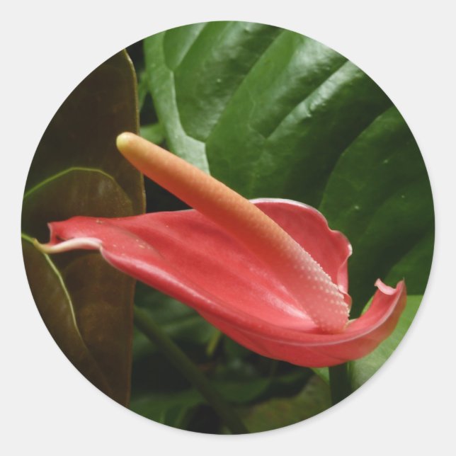 Adesivo Redondo Floral rosa Calla Lily Elegante (Frente)