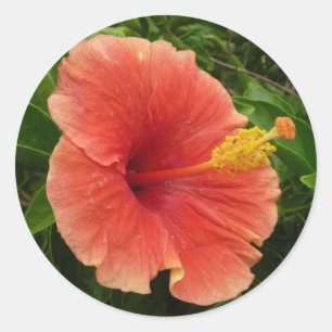 Adesivo Redondo Floral Tropical de Laranja Hibiscus