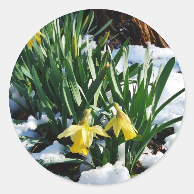Adesivo Redondo Flores amarelas Daffodils na neve (Frente)
