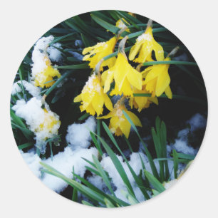 Adesivo Redondo Flores amarelas Daffodils na neve
