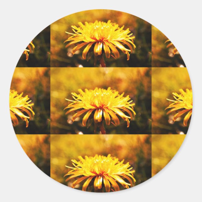 Adesivo Redondo Flores Amarelas Dandelion Flores Vinhas Primavera (Frente)