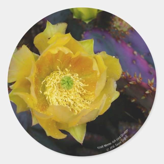 Adesivo Redondo Flores amarelas de pera púrpura da opuntia cacto (Frente)