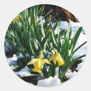 Adesivo Redondo Flores amarelas dos Daffodils na neve