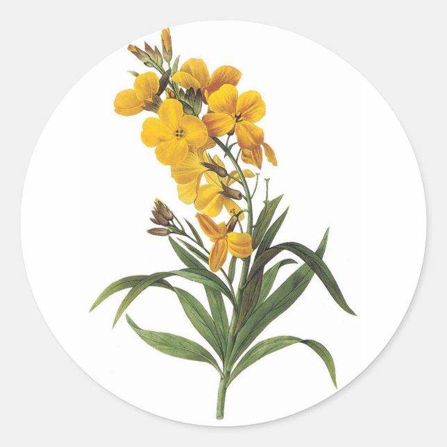 Adesivo Redondo Flores amarelas, Pierre Joseph Redouté (Frente)
