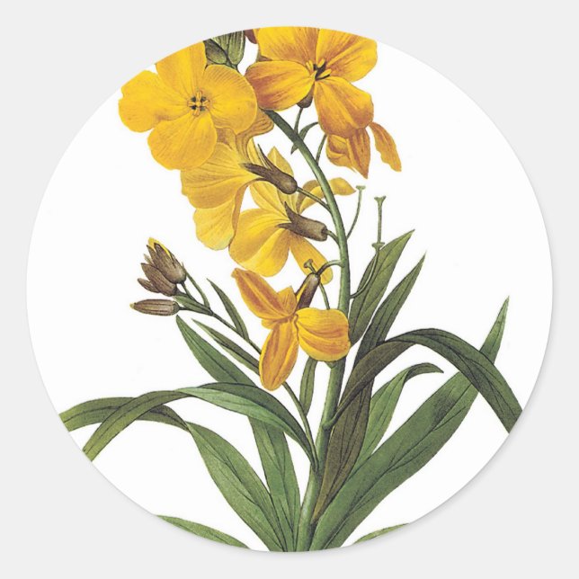 Adesivo Redondo Flores amarelas, Pierre Joseph Redouté (Frente)