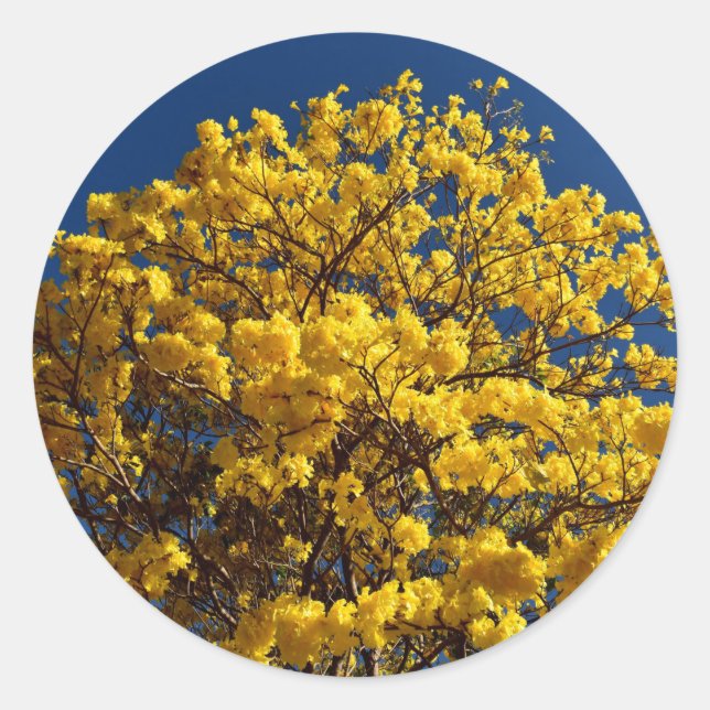 ADESIVO REDONDO FLORES AMARELOS QUEENSLAND AUSTRÁLIA (Frente)