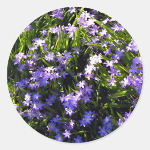 Adesivo Redondo Flores azuis do primavera do Squill
