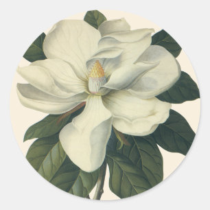 Adesivo Redondo Flores brancas de florescência da flor da magnól