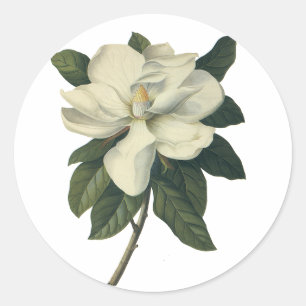 Adesivo Redondo Flores brancas de florescência da flor da magnól