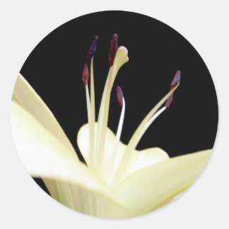 Adesivo Redondo Flores brancas Lily Flores Flores Foto