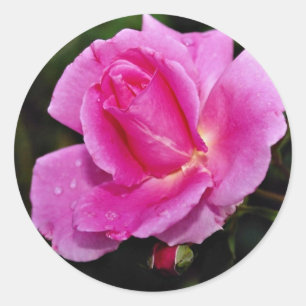 Adesivo Redondo Flores brancas Rosa 'Bucbi' do Barão Livre