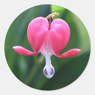 Adesivo Redondo Flores Cardíacas Hemorrágicas: Juntas de Envelop