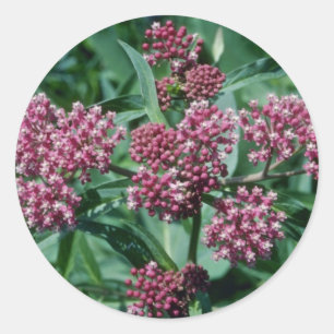 Adesivo Redondo Flores cor-de-rosa do Milkweed de pântano