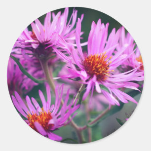 Adesivo Redondo Flores de Aster Rosa