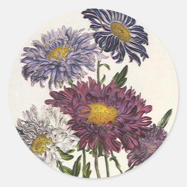 Adesivo Redondo Flores de Áster Roxo Antigas e Florais (Frente)