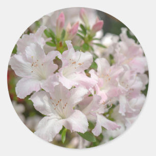 Adesivo Redondo Flores de Azaléia Rosa em Flor na Primavera