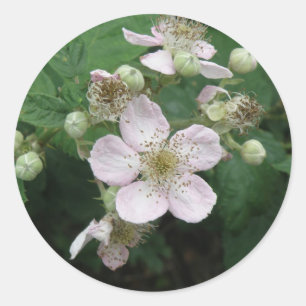 Adesivo Redondo Flores de Blackberry Sticker