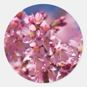 Adesivo Redondo Flores de Cerejeira Sakura Beijadas pela Luz do So