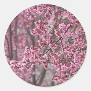 Adesivo Redondo Flores de Cerejeira Sakura Cor-de-Rosa Fluindo