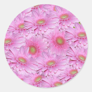 Adesivo Redondo Flores De Gerbera Rosa Em Clusters Apertados,
