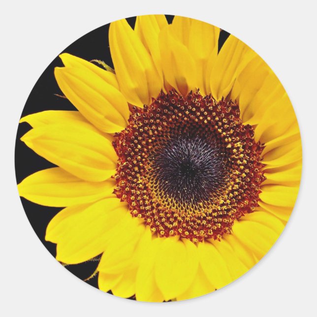 Adesivo Redondo Flores de girassol amarelo (Frente)