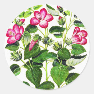 Adesivo Redondo Flores de Hibiscus italianas cor-de-rosa, impress