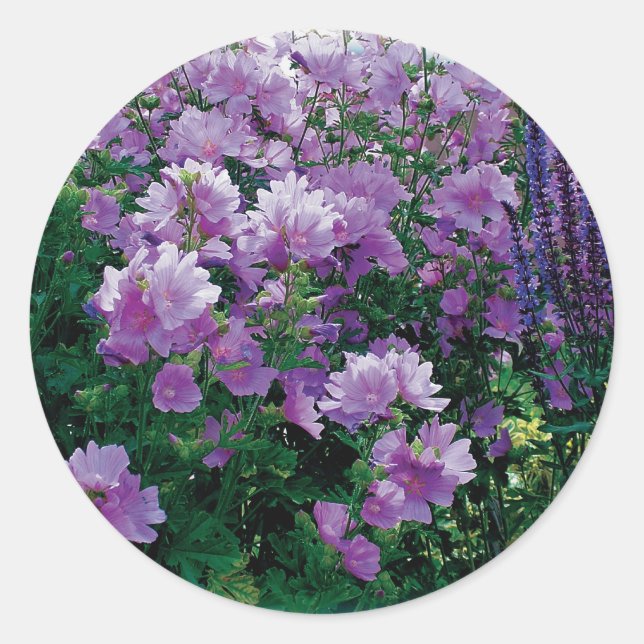 Adesivo Redondo Flores de hiscus púrpura (Frente)