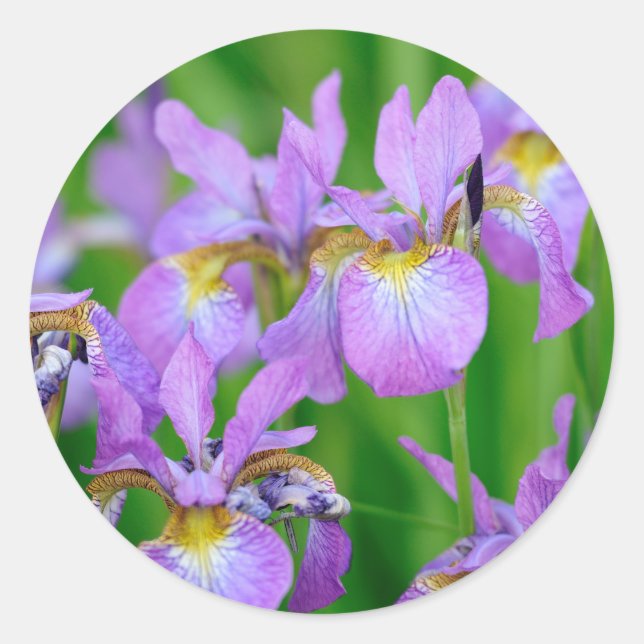 Adesivo Redondo Flores de Íris Roxo Blooming (Frente)