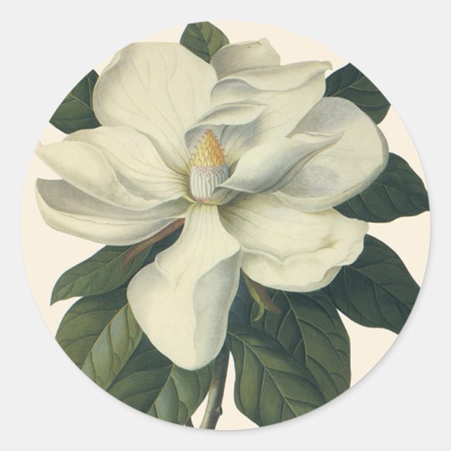 Adesivo Redondo Flores de Magnólia Branca em Flor Vintage (Frente)