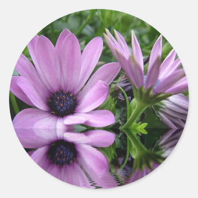 Adesivo Redondo flores de margarida púrpura (Frente)