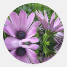 flores de margarida roxa