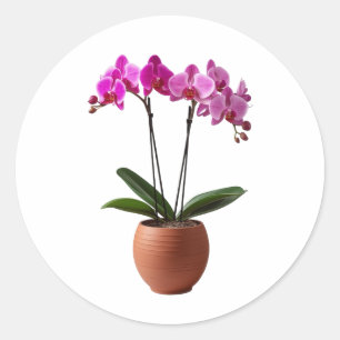 Adesivo Redondo Flores de Orquídea Magenta em Floração em um Vaso