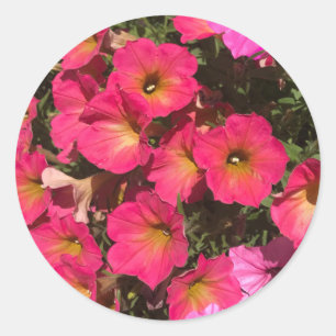 Adesivo Redondo Flores de Petúnia Rosa Primavera