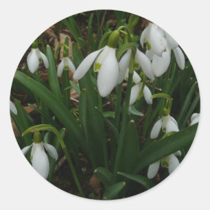 Adesivo Redondo Flores de primavera Brancas I (Galanthus)
