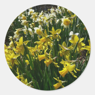 Adesivo Redondo Flores de primavera de Daffodils Amarelos e Branco