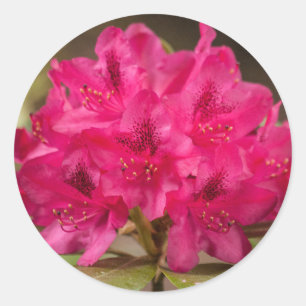 Adesivo Redondo Flores de Rhododendron Rosa Quente Personalizadas