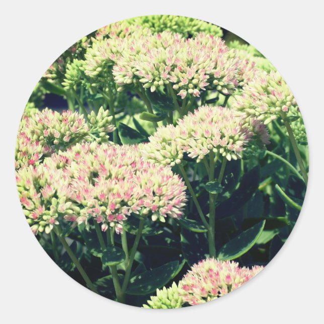 Adesivo Redondo Flores de Sedum Rosa (Frente)