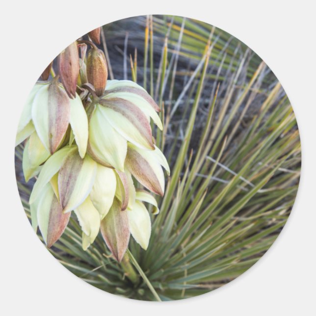Adesivo Redondo Flores de Soaptree Yucca no Upper Missouri (Frente)