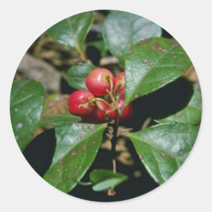 Adesivo Redondo Flores de Wintergreen (Gaultheria Procumbens)