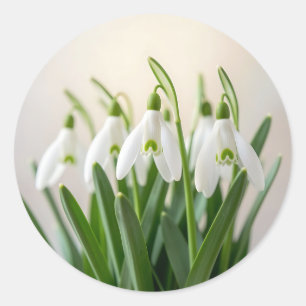 Adesivo Redondo Flores Delicadas de Neve Galanthus Florem na Prima